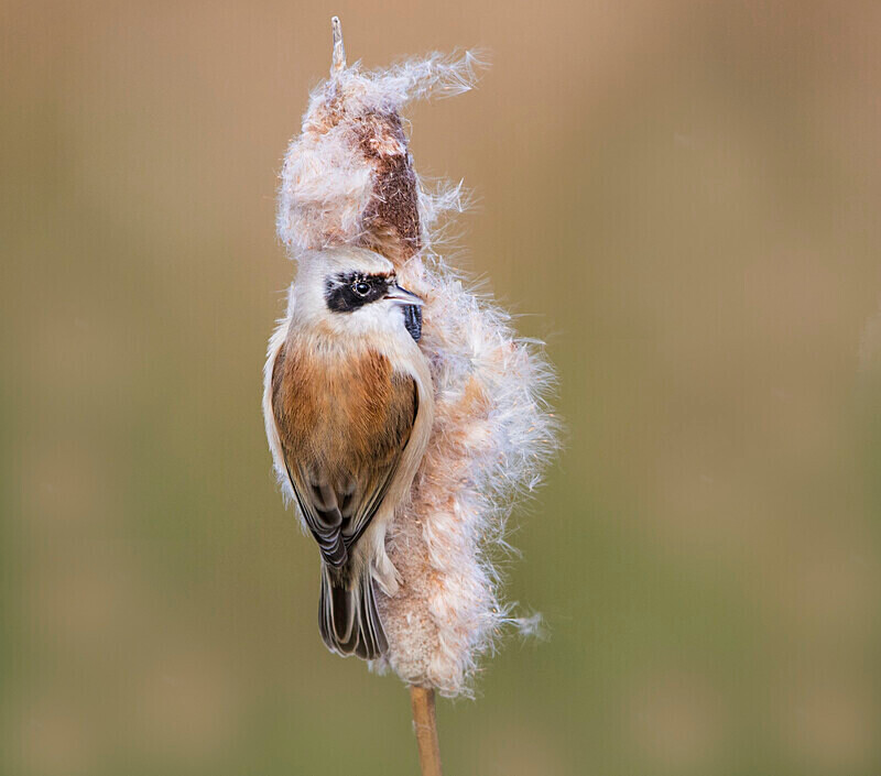 Male Penduline Tit - Crests & Tits