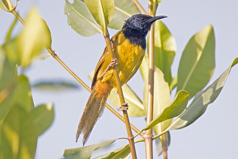 Oriole Warbler - The Gambia Nov/Dec 2023