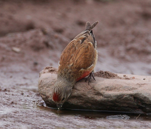 Linnet - Finches