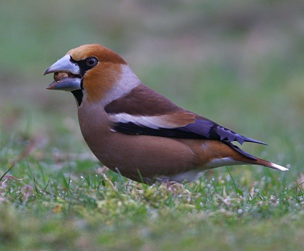 Hawfinch - Finches