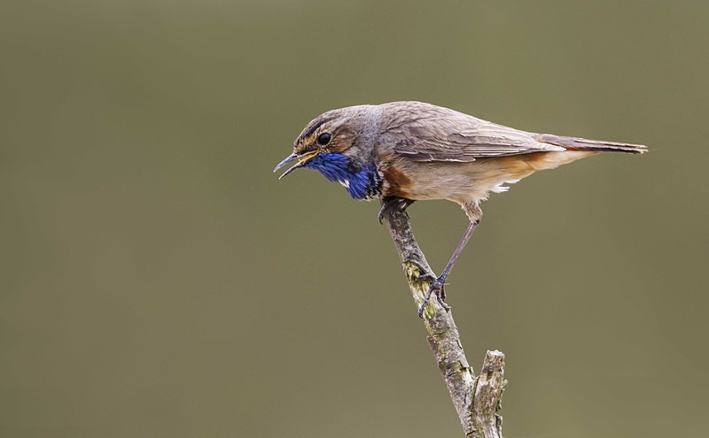 Male Bluethroat - Netherlands 2016