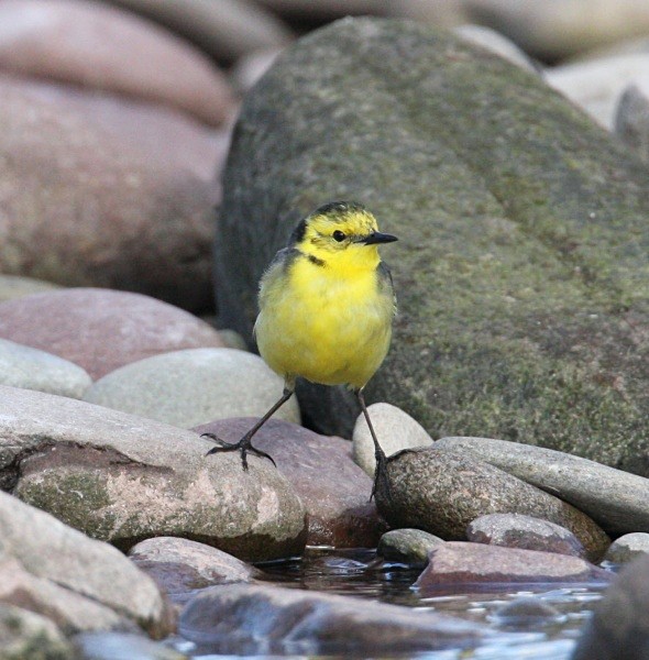  - Citrine Wagtail