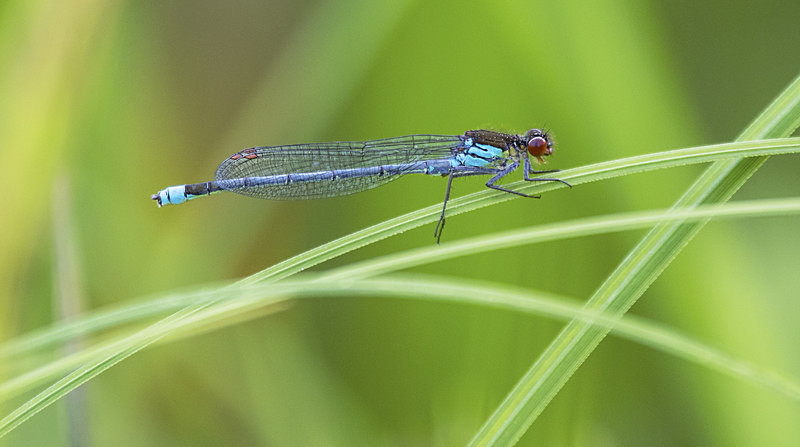 Red Eyed Damselfly. - Dragonflies and Damselflies