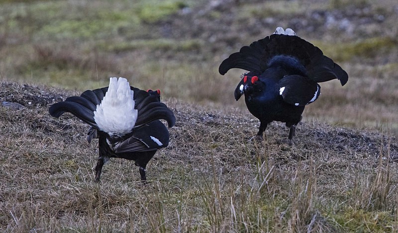 Black Grouse - Black Grouse