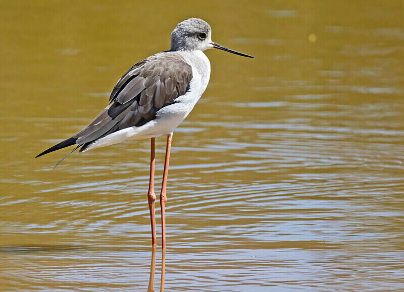 Black Winged Stilt - The Gambia Nov/Dec 2023