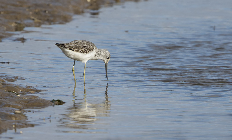 Greenshank - Norfolk Autumn 2016