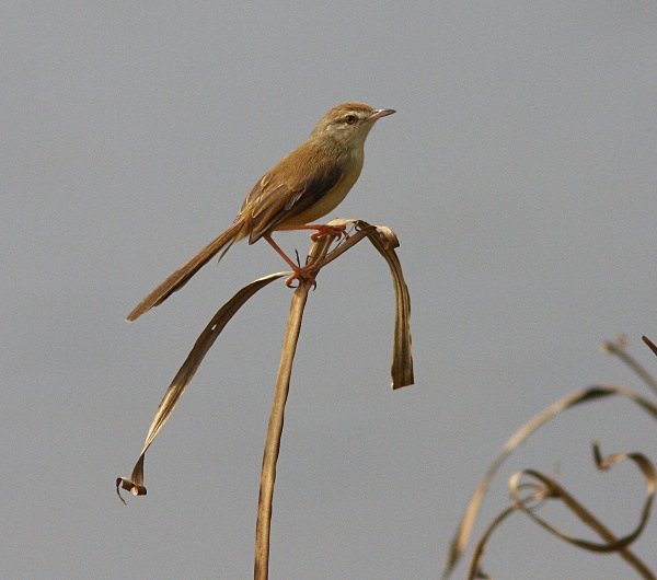 Plain Prinia - Indian Birds