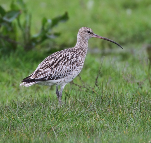 Curlew - Norfolk, Spring 2012