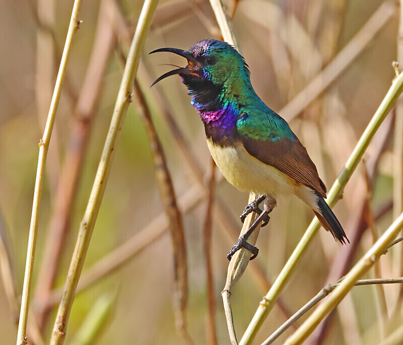 Variable Sunbird - The Gambia Januarry 2026