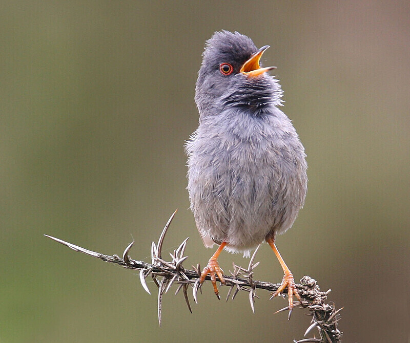 Marmoras Warbler - Selection Box