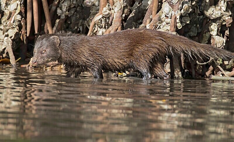 Marsh Mongoose - The Gambia Nov/Dec 2023