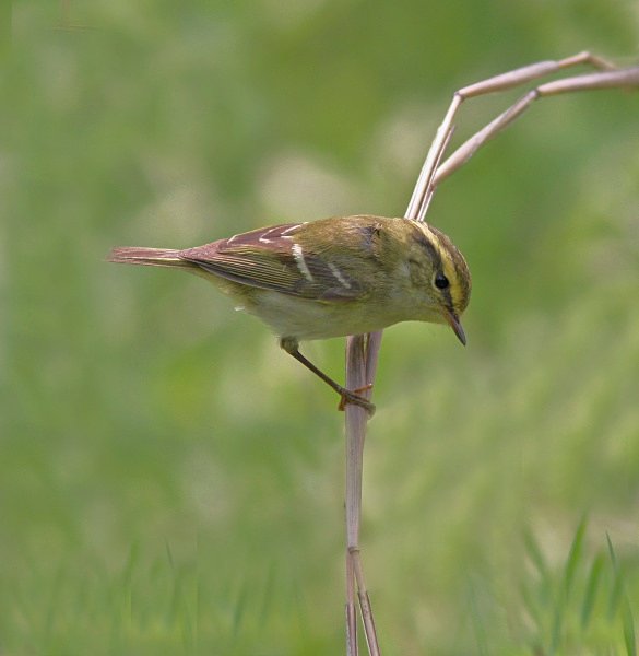 Pallas's Warbler - China Birds
