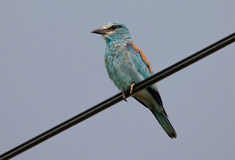 European Roller, - Bulgaria and Romania 2019