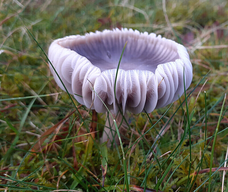 Yellow foot Waxcap - Waxcaps
