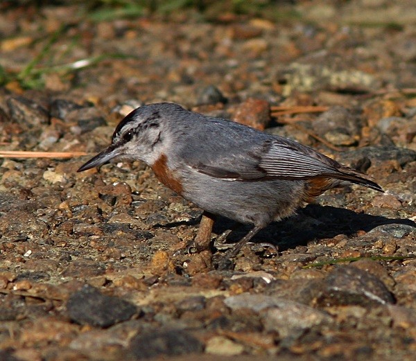 Kruper's Nuthatch - Lesvos 2011