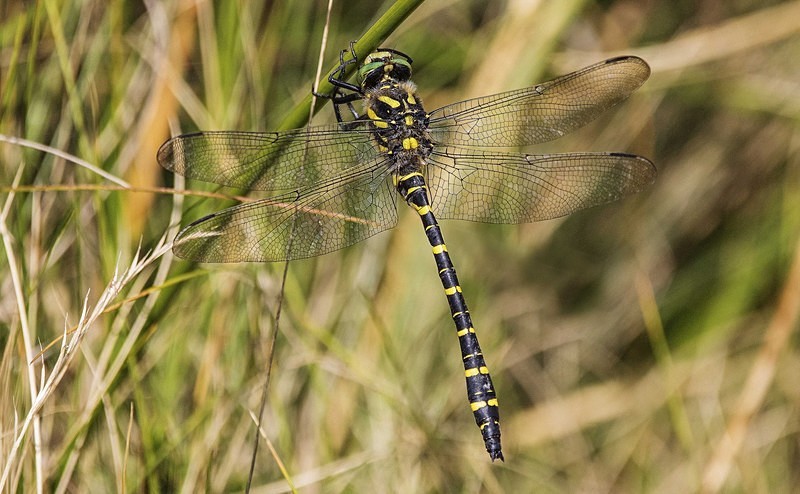 Golden Ringed Dragonfly - Dragonflies and Damselflies