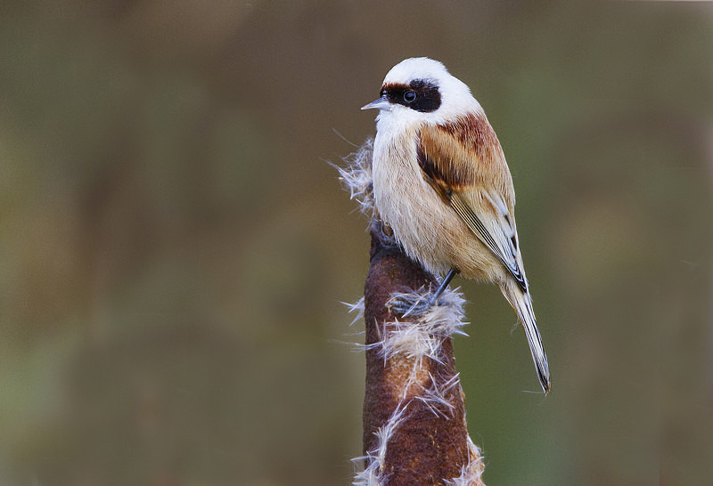 Male Penduline Tit - Penduline Tit