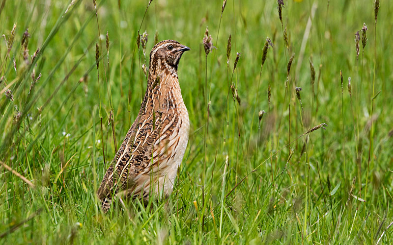 Common Quail. - Common Quail