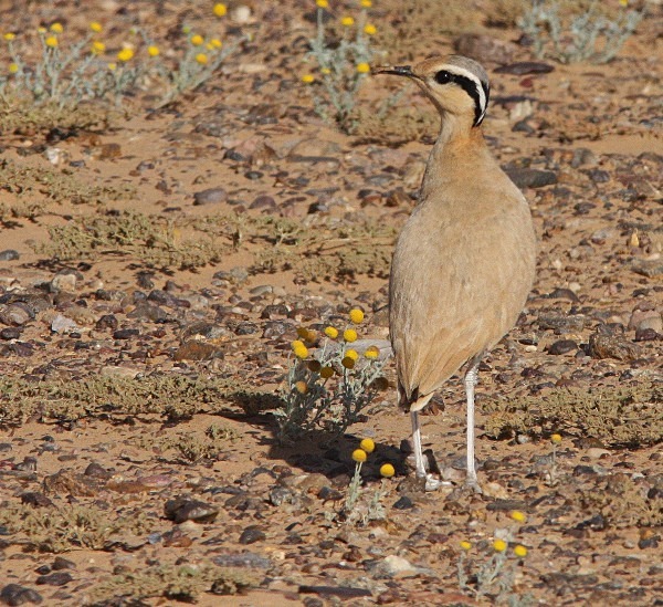 Cream Coloured Courser - Morocco Birds