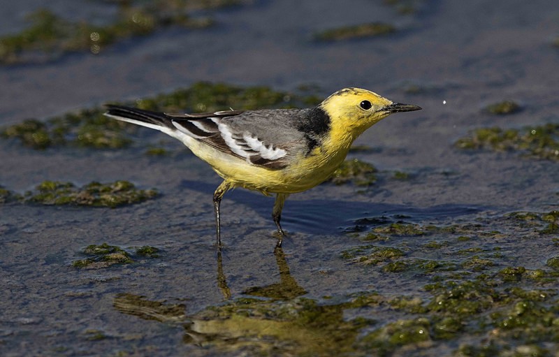 Citrine Wagtail - Lesvos 2015