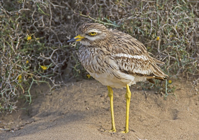 Stone Curlew - Lanzarote