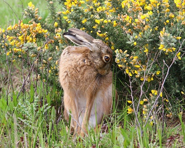 Brown Hare looking very appealing. - From around the UK