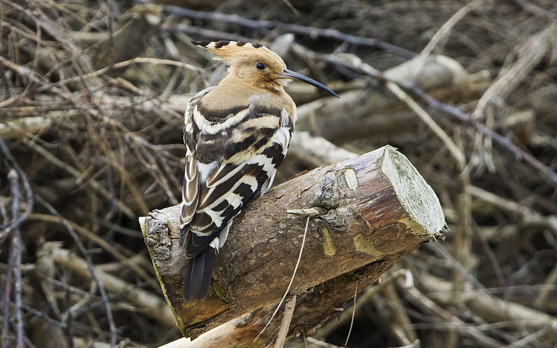 Hoopoe - Norfolk Autumn 2016