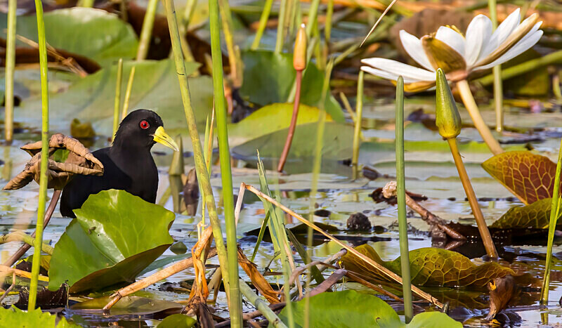 Black Crake - The Gambia Nov/Dec 2023