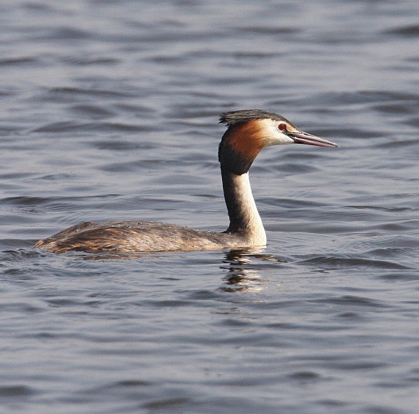 Great Crested Grebe - Ducks, Grebes, Geese, Swans & Gulls
