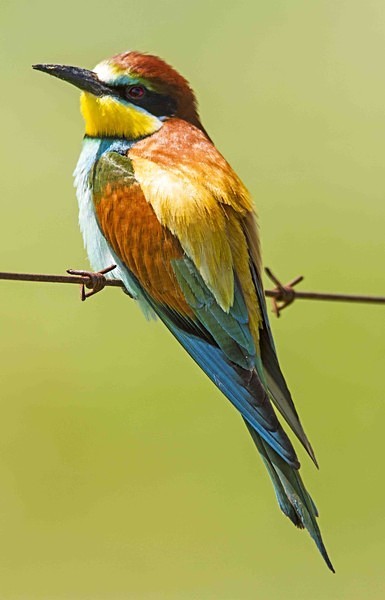 European Bee Eater - Extremadura, Spain