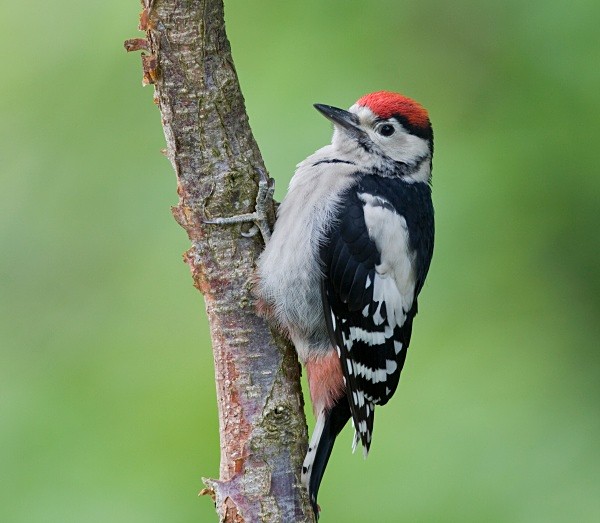 Great Spotted Woodpecker - Middlewood Nature Reserve