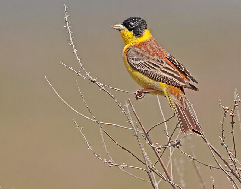 Black Headed Bunting - Lesvos 2025