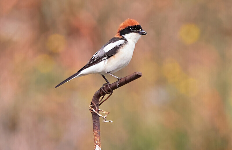 Woodchat Shrike - Lesvos 2025