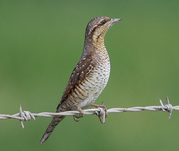 Wryneck - Woodpeckers & Wrynecks