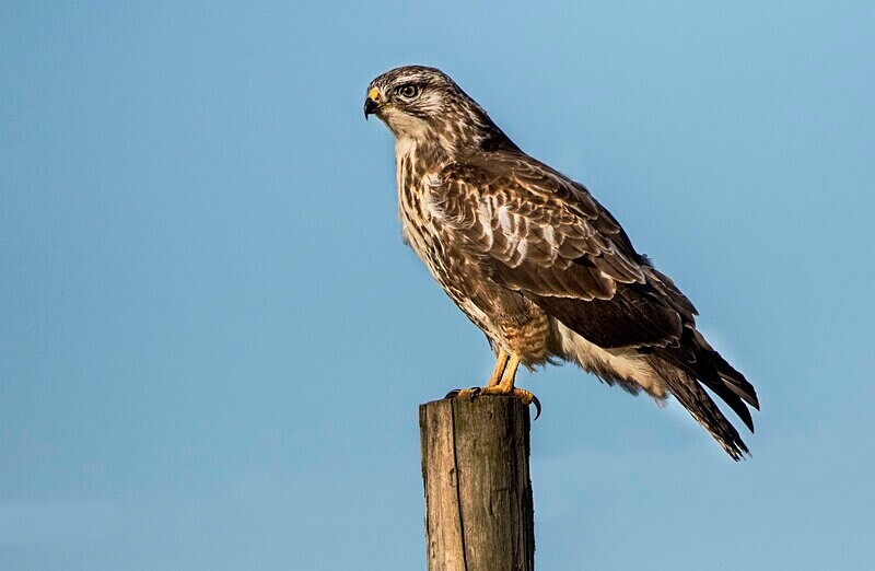 Common Buzzard - Owls, Raptors, Corvids & Doves
