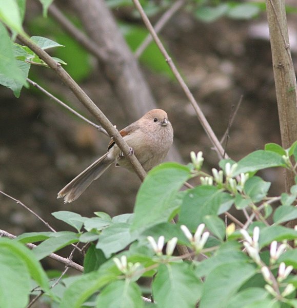 Vinous Throated Parrotbill - China Birds