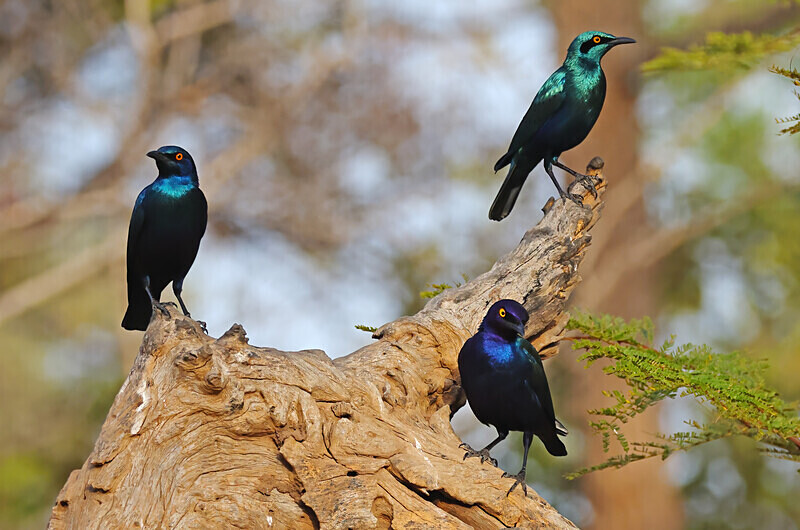 Glossy Starlings - The Gambia Januarry 2026