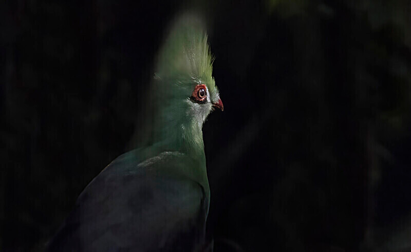 Green Turaco - The Gambia Nov/Dec 2023