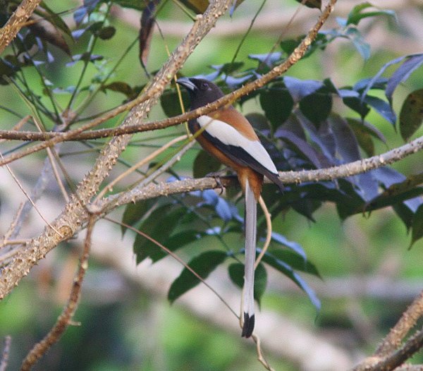 Rufous Treepie - Indian Birds