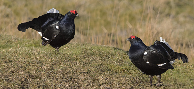 Black Grouse - Black Grouse