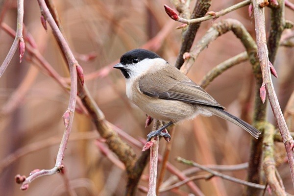 Marsh Tit - Crests & Tits