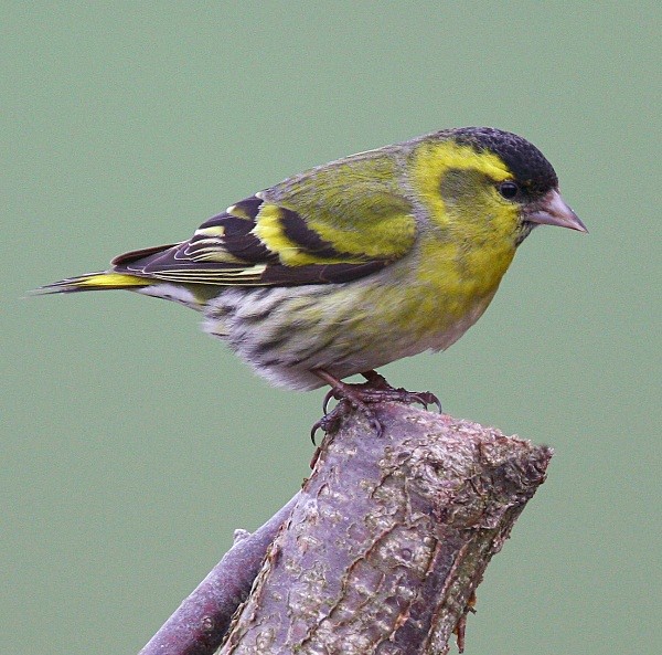 Siskin - Middlewood Nature Reserve