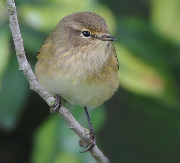 Chiffchaff - Warblers