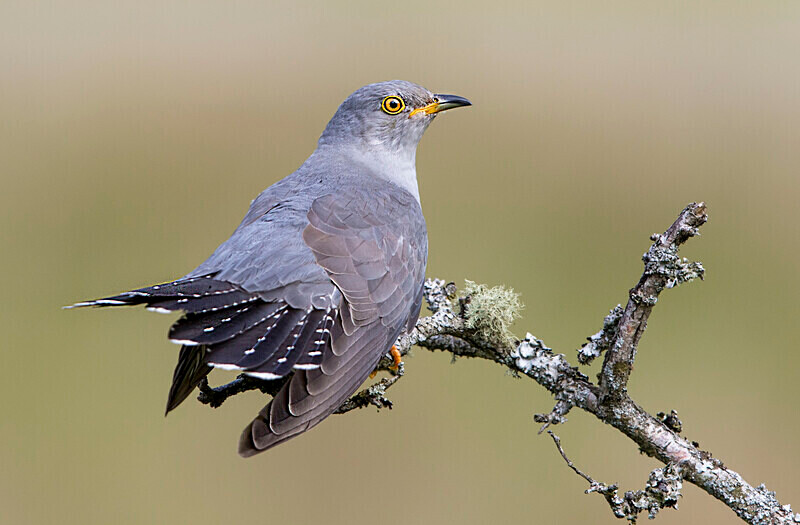 Male Cuckoo - Cuckoos