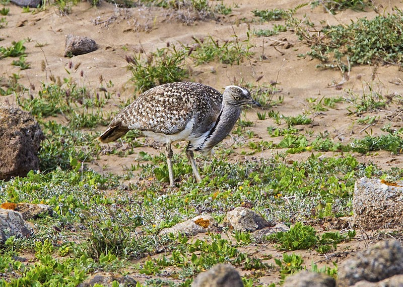 Houbara Bustard - Lanzarote