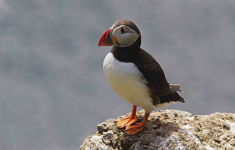 Puffin - Skomer Island July 2014