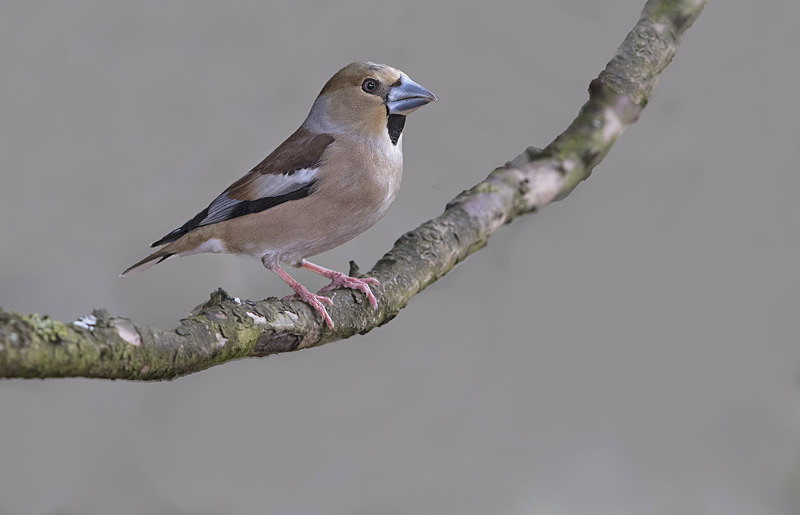 Female Hawfinch - Finches