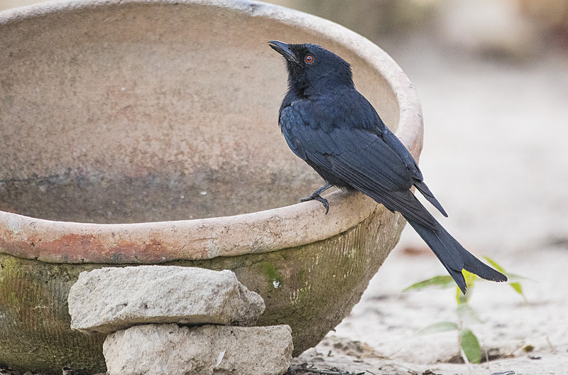 Fork Tailed Drongo. - The Gambia 2018