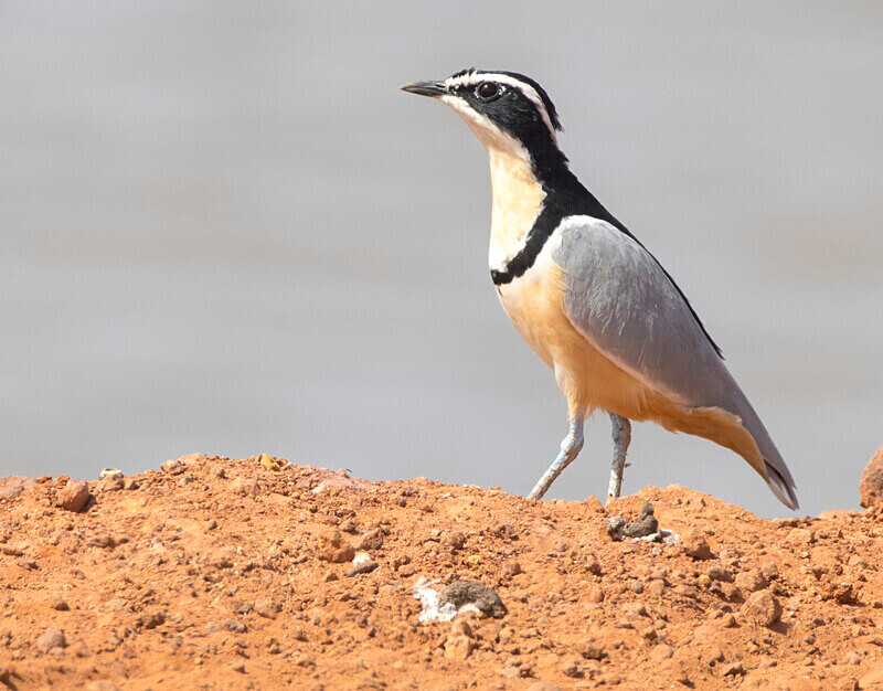 Egyptian Plover - The Gambia Nov/Dec 2023