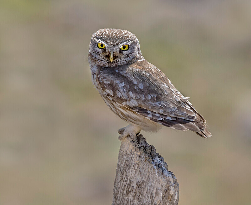 Little Owl - Lesvos May 2022